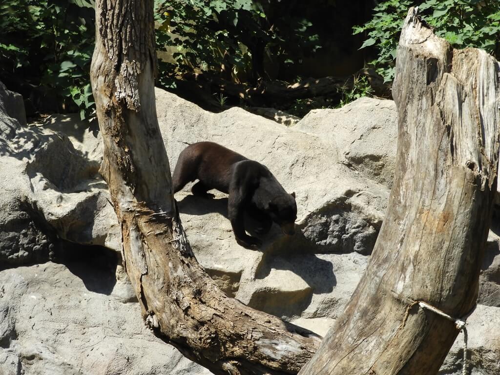 新竹市立動物園的圖片：第49張照片 - 馬來熊