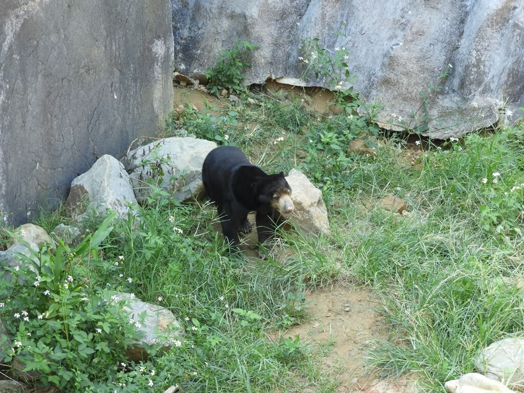 新竹市立動物園的圖片：第50張照片 - 馬來熊
