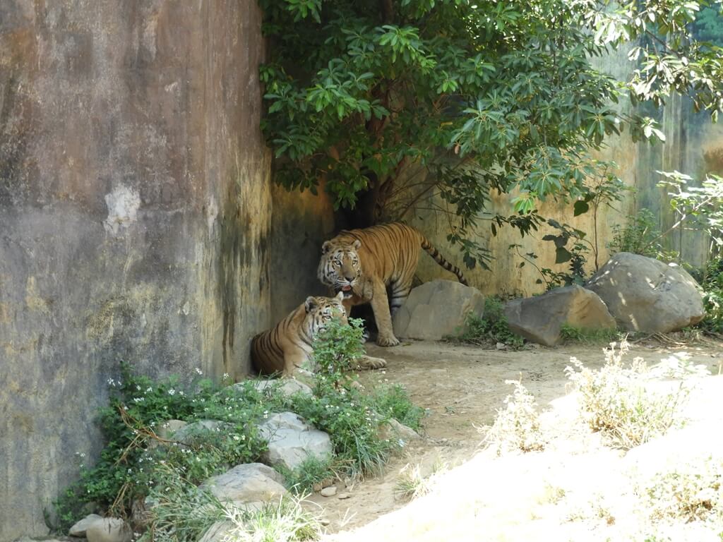 新竹市立動物園的圖片：第51張照片