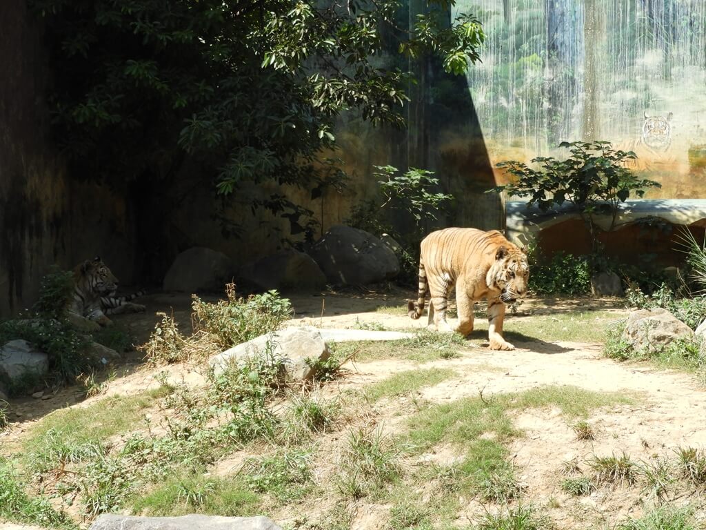 新竹市立動物園的圖片：第52張照片