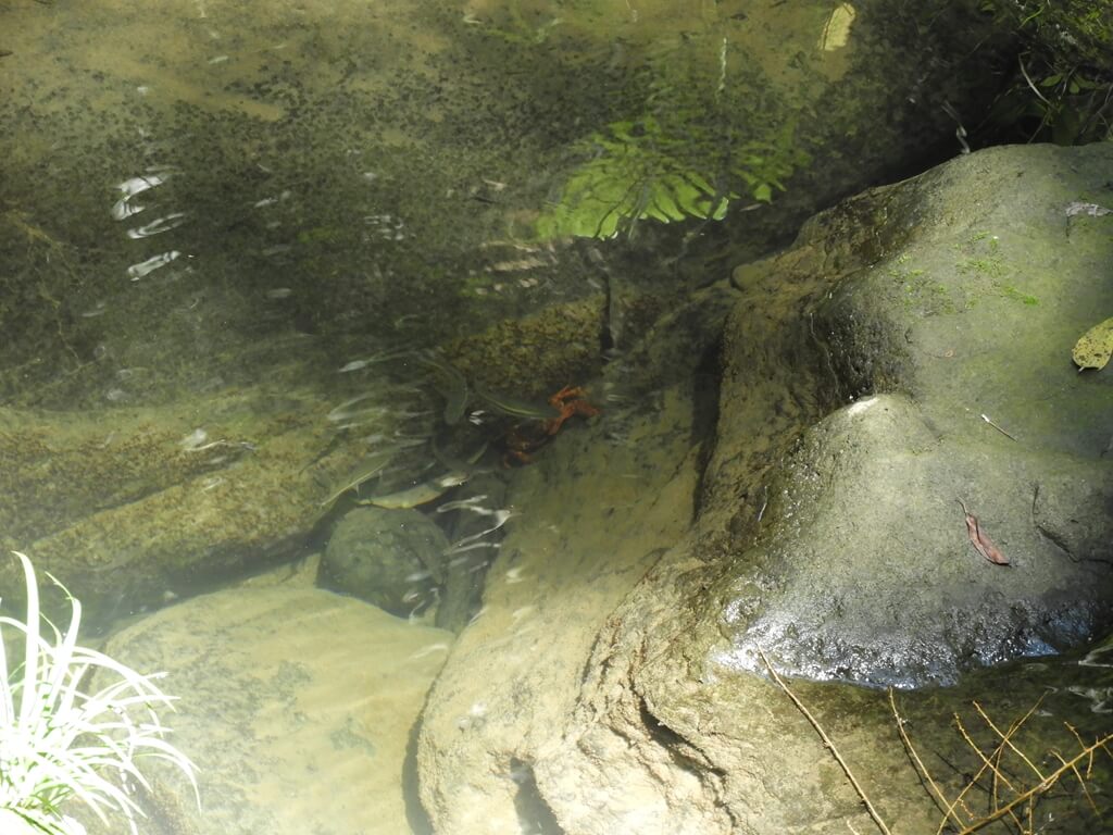 三民蝙蝠洞的圖片：第22張照片－竟然有螃蟹也有小魚