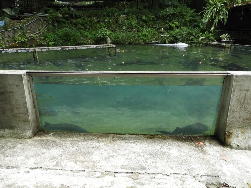 千戶傳奇生態農場的圖片：鱘龍魚養殖池