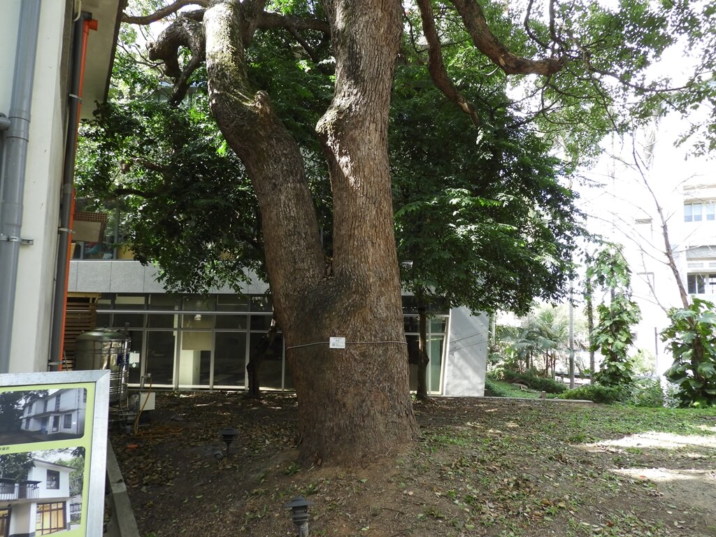 楊梅故事園區的圖片：非常大的老樟樹