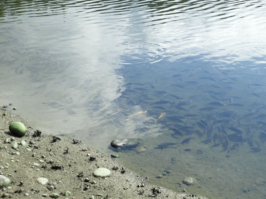 月眉人工濕地生態公園的圖片：第4張照片－密集的吳郭魚群