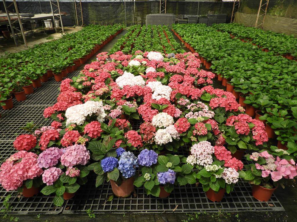 中興花卉農場的圖片：第6張照片－白色、桃紅色、紫色的繡球花