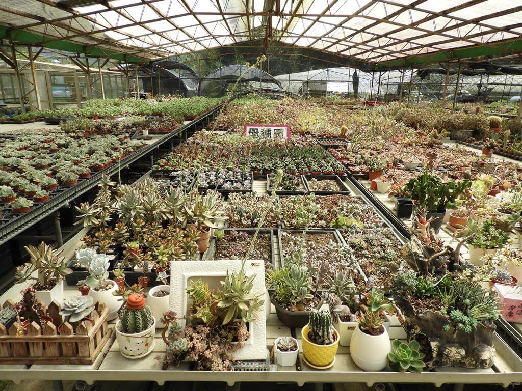 中興花卉農場的圖片：第19張照片