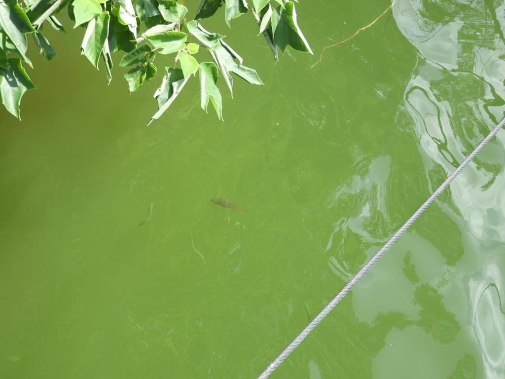 寶山水庫的圖片：第55張照片-水庫裡的魚