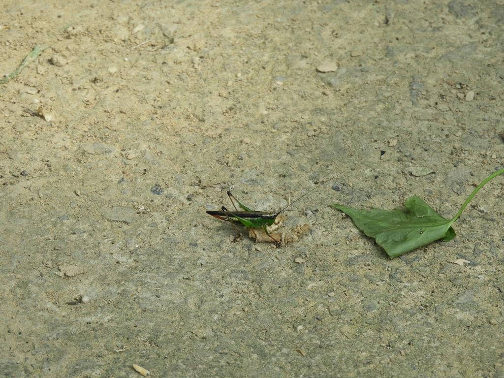 寶山水庫的圖片：第59張照片-身體綠色，背部黑色的蚱蜢