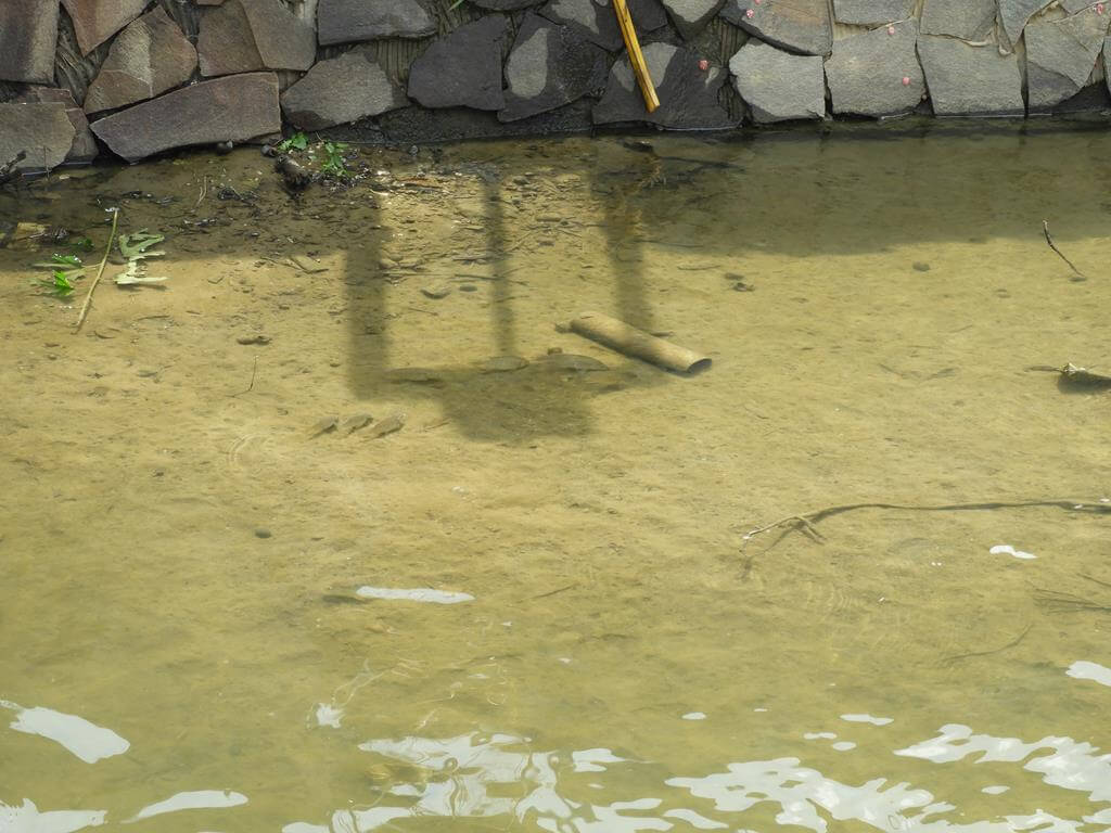 龍潭大池水體環教園區的圖片：第3張照片