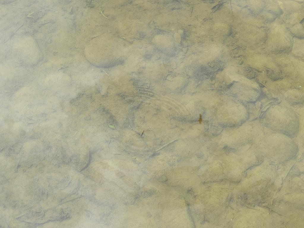 龍潭大池水體環教園區的圖片：第45張照片