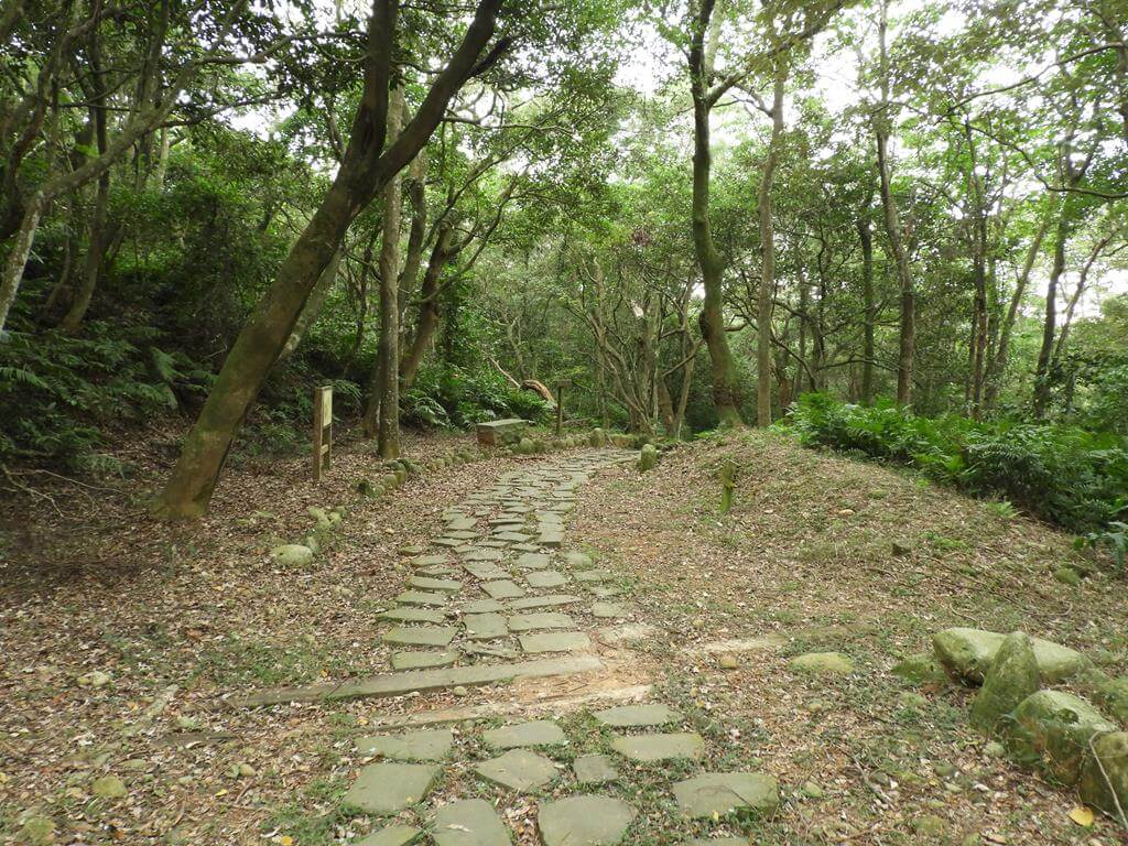 東森山林步道的圖片：第10張照片