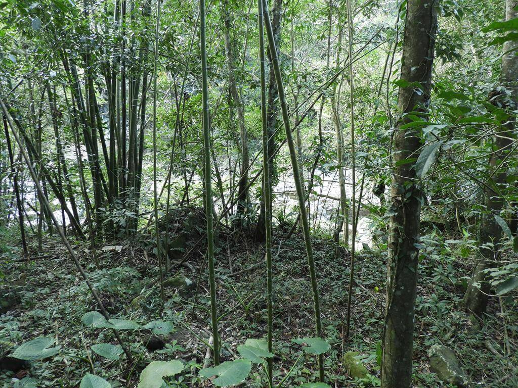 蓬萊溪自然生態園區（蓬萊溪護魚步道）的圖片：第11張照片