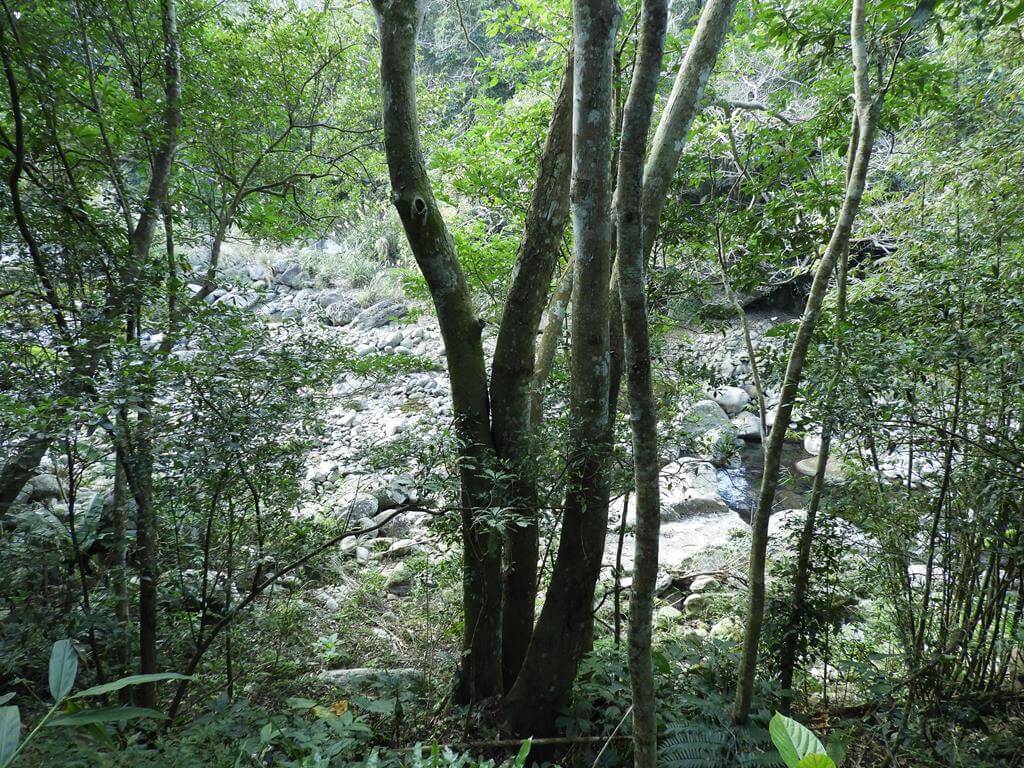 蓬萊溪自然生態園區（蓬萊溪護魚步道）的圖片：第13張照片