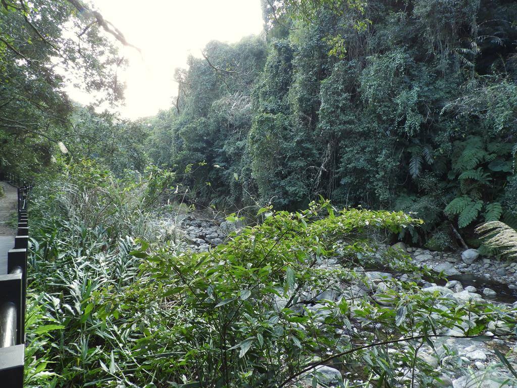 蓬萊溪自然生態園區（蓬萊溪護魚步道）的圖片：第45張照片
