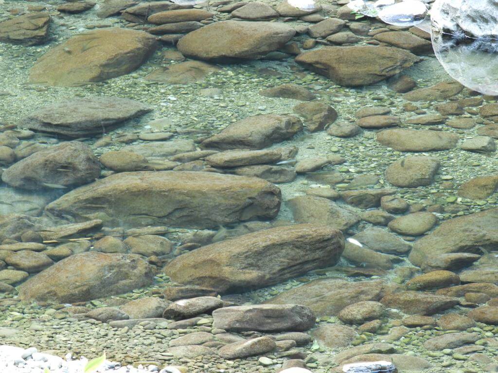 蓬萊溪自然生態園區（蓬萊溪護魚步道）的圖片：第55張照片