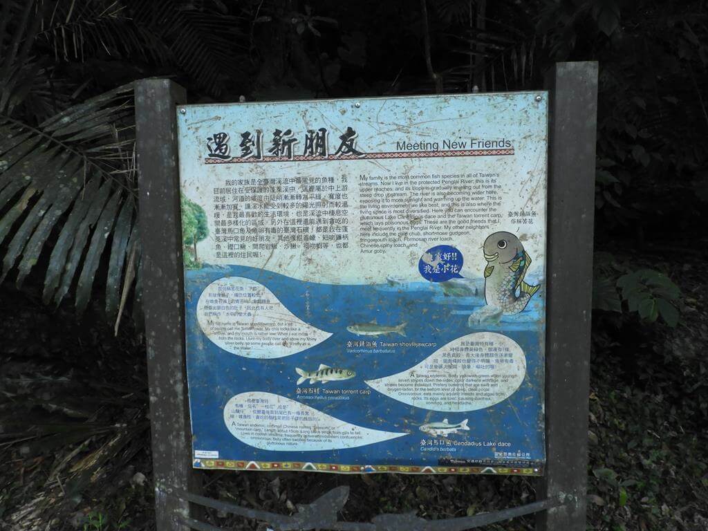 蓬萊溪自然生態園區（蓬萊溪護魚步道）的圖片：第76張照片