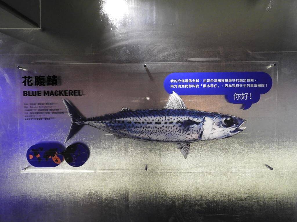 大鯖魚夢工廠的圖片：第27張照片－花腹鯖魚（Blue mackerel）