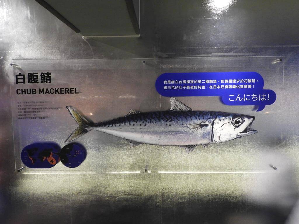 大鯖魚夢工廠的圖片：第28張照片－白腹鯖魚（Chub mackerel）