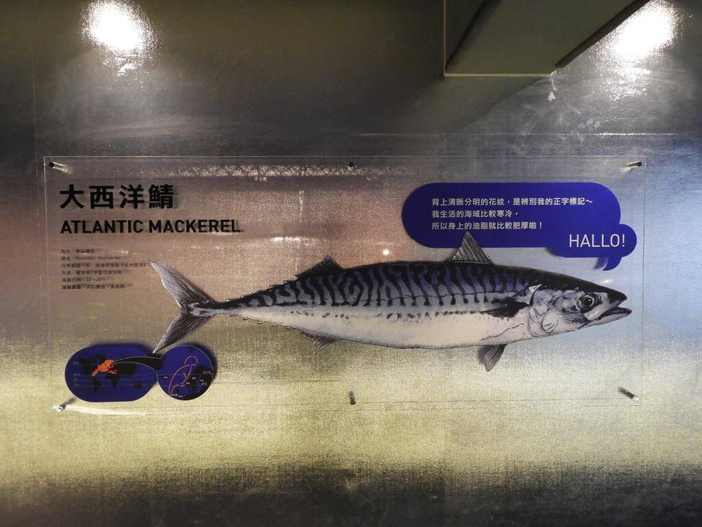 大鯖魚夢工廠的圖片：第29張照片－大西洋鯖魚（Atlantic mackerel）