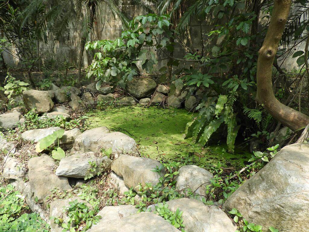 高峰植物園的圖片：第14張照片－浮萍水池