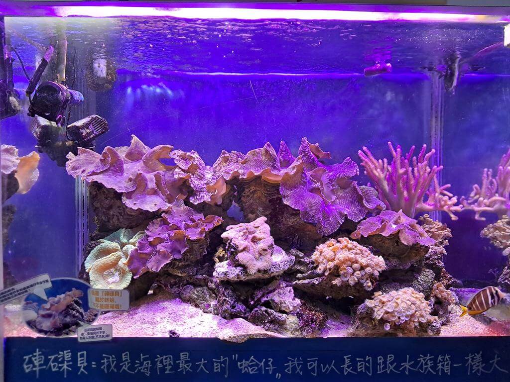 澄清湖海洋奇珍園的圖片：第7張照片-大硨磲貝（Tridacna gigas）