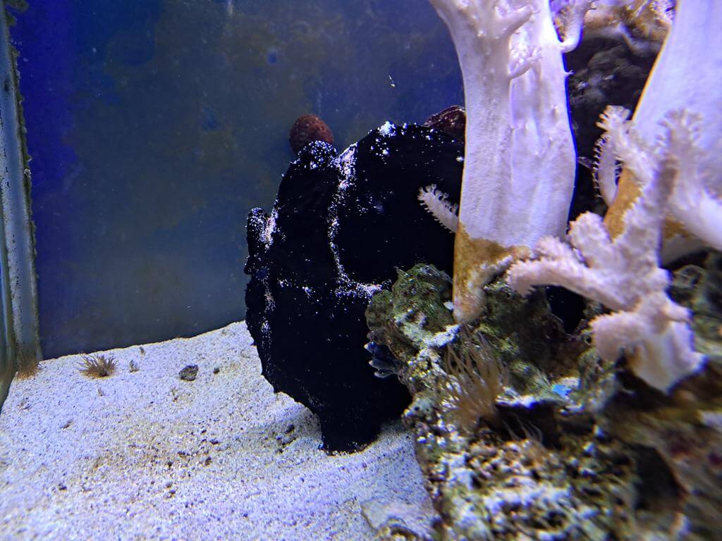 澄清湖海洋奇珍園的圖片：第8張照片