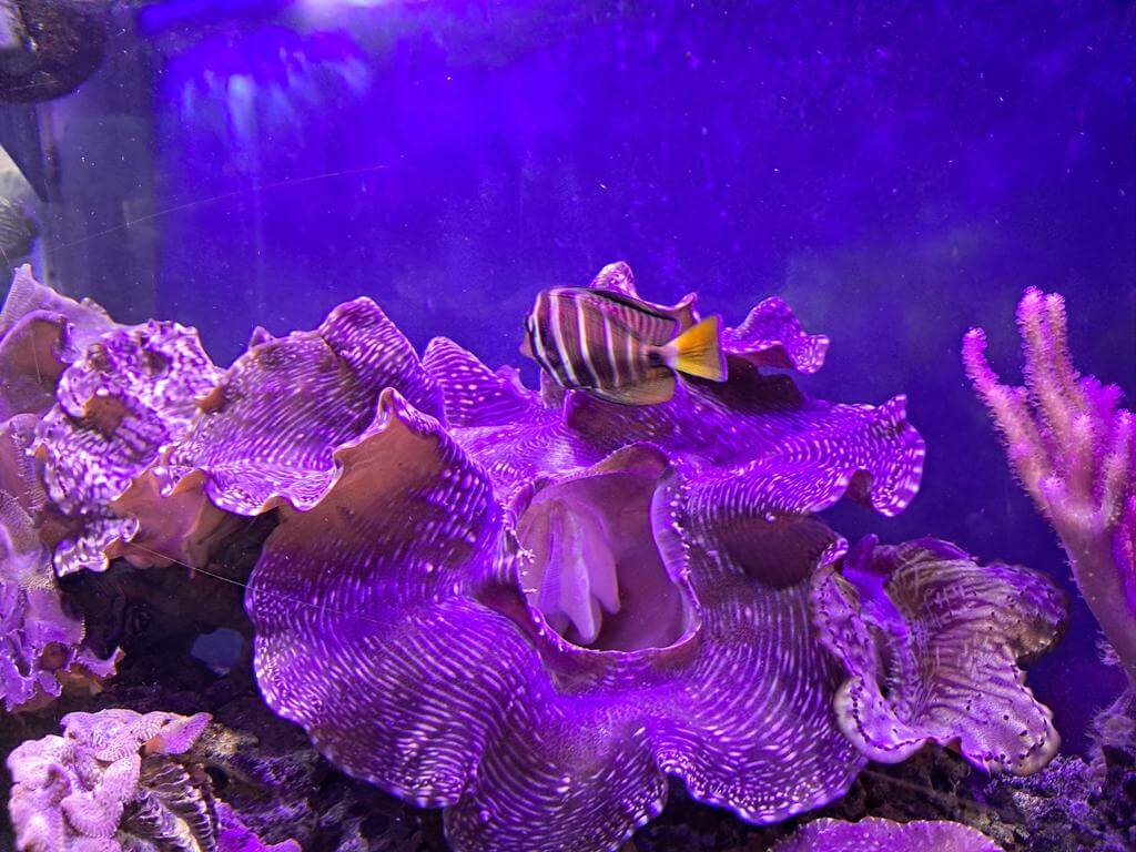 澄清湖海洋奇珍園的圖片：第9張照片