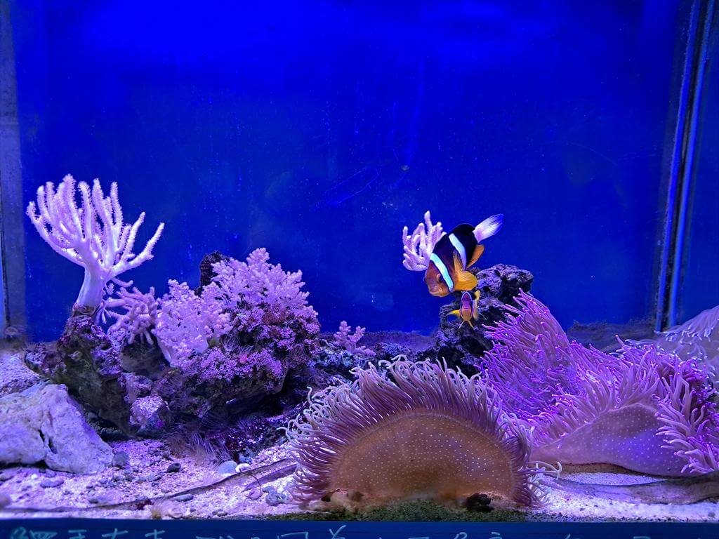 澄清湖海洋奇珍園的圖片：第10張照片