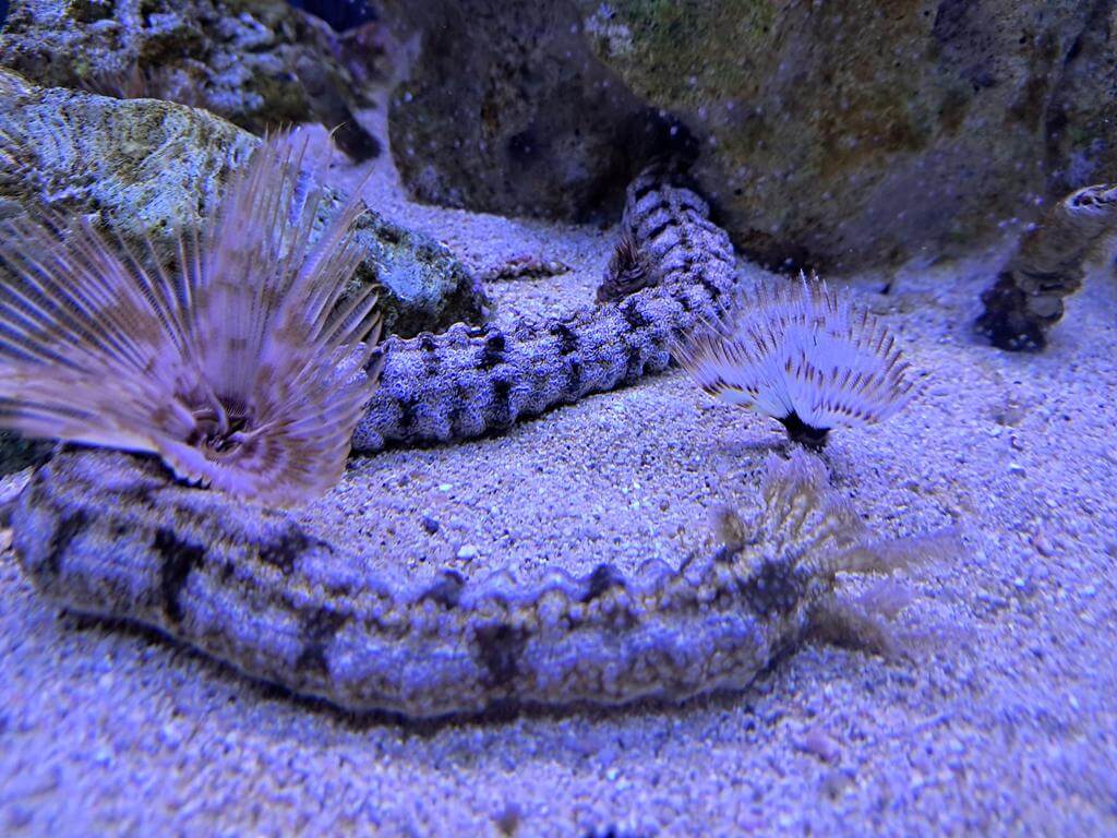 澄清湖海洋奇珍園的圖片：第11張照片