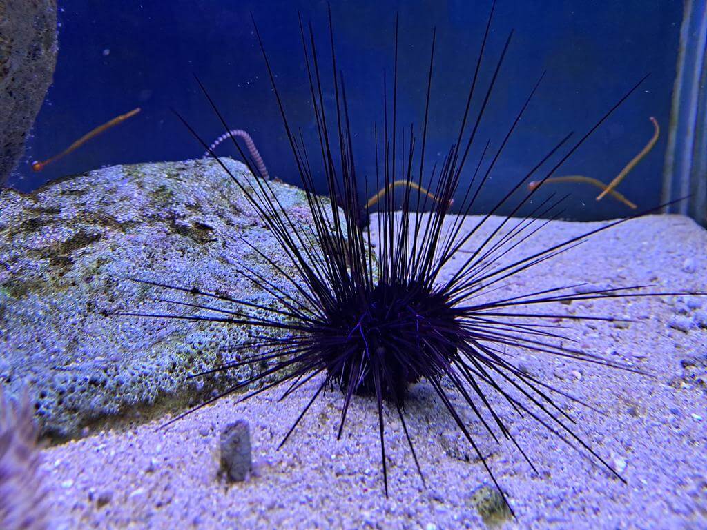 澄清湖海洋奇珍園的圖片：第12張照片
