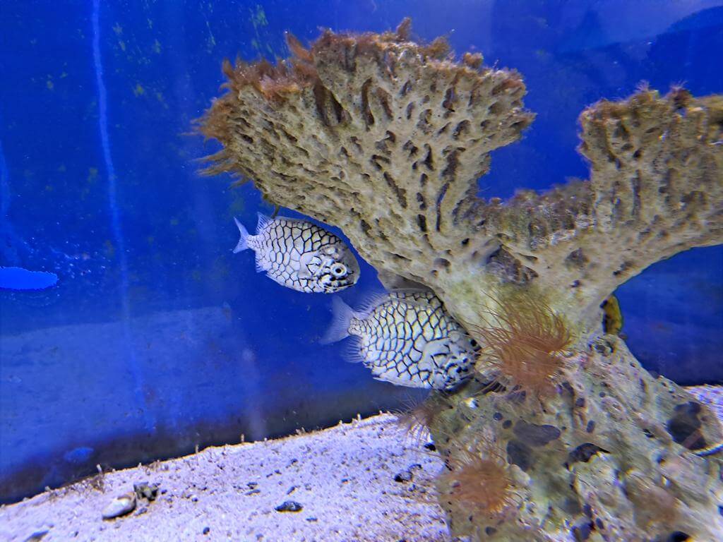 澄清湖海洋奇珍園的圖片：第14張照片