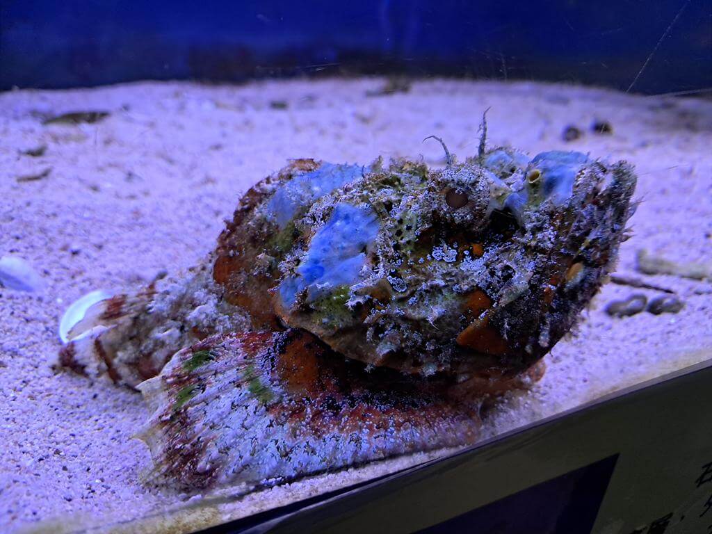 澄清湖海洋奇珍園的圖片：第15張照片