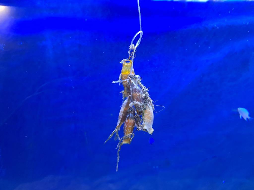 澄清湖海洋奇珍園的圖片：第17張照片