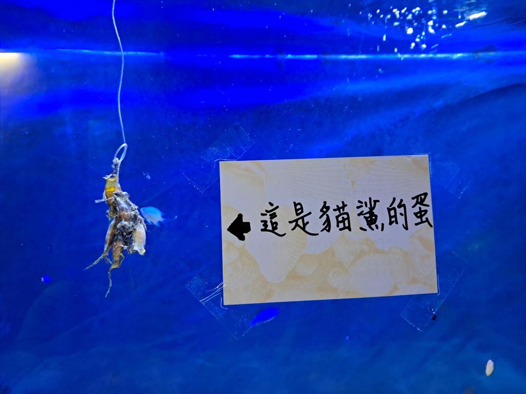 澄清湖海洋奇珍園的圖片：第18張照片