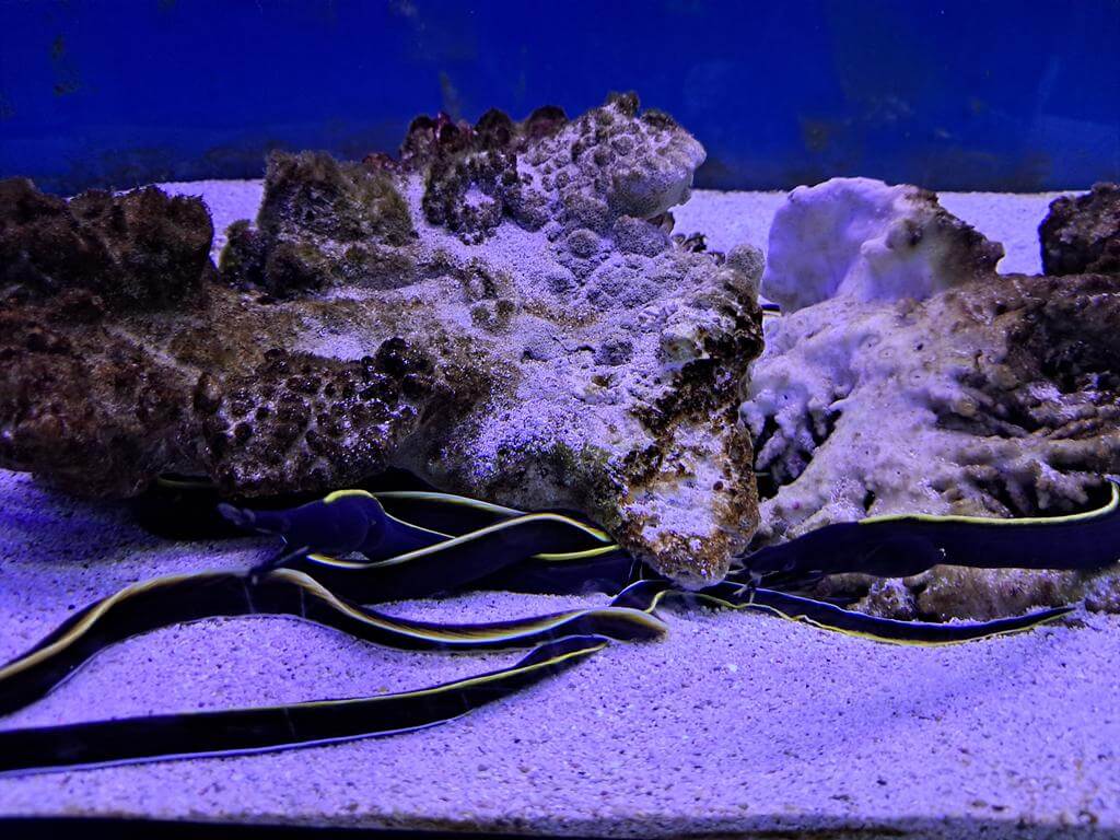 澄清湖海洋奇珍園的圖片：第19張照片