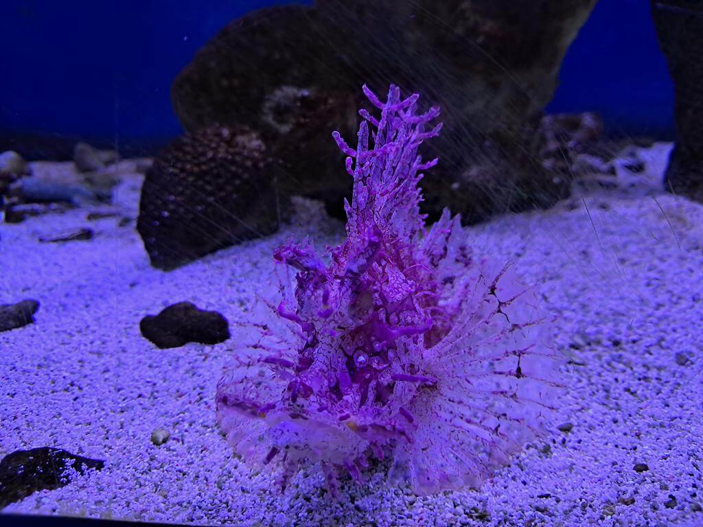 澄清湖海洋奇珍園的圖片：第20張照片