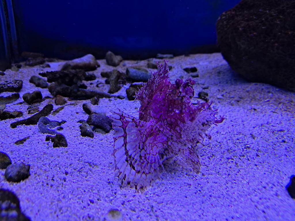 澄清湖海洋奇珍園的圖片：第21張照片