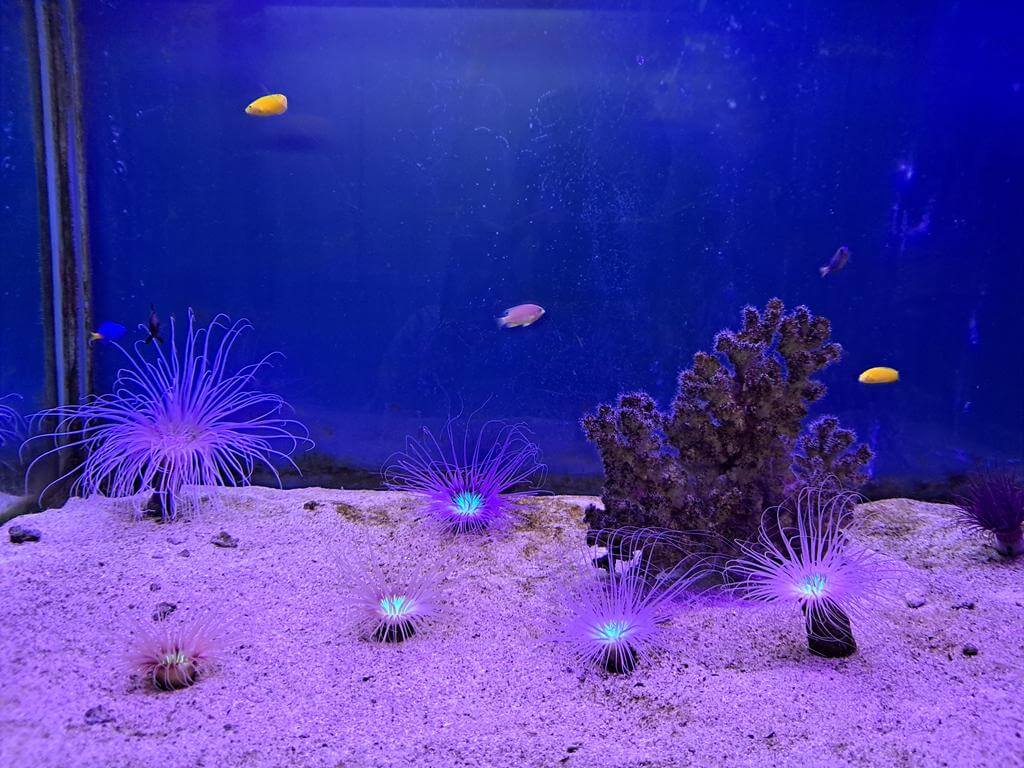 澄清湖海洋奇珍園的圖片：第22張照片