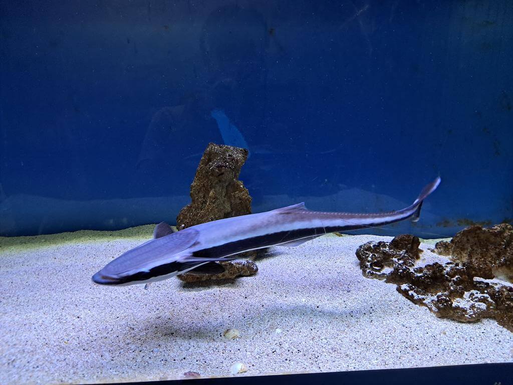 澄清湖海洋奇珍園的圖片：第23張照片