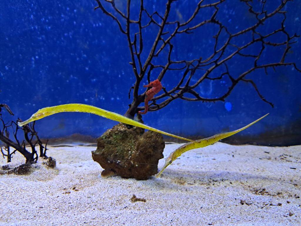 澄清湖海洋奇珍園的圖片：第24張照片