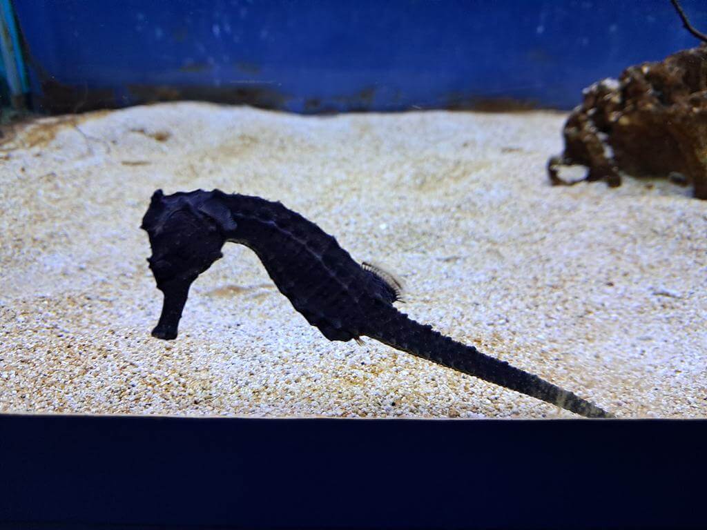 澄清湖海洋奇珍園的圖片：第25張照片