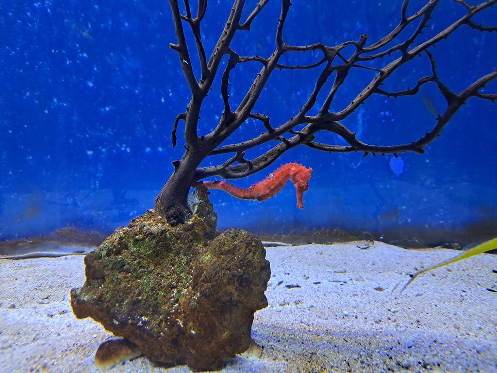 澄清湖海洋奇珍園的圖片：第26張照片
