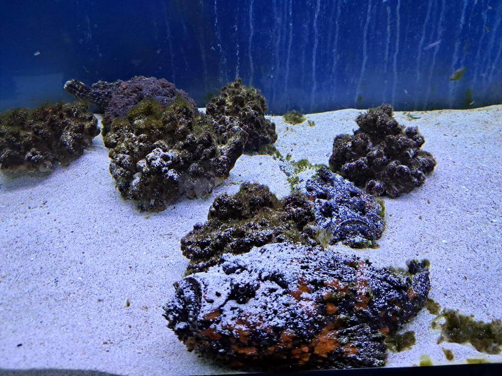澄清湖海洋奇珍園的圖片：第27張照片