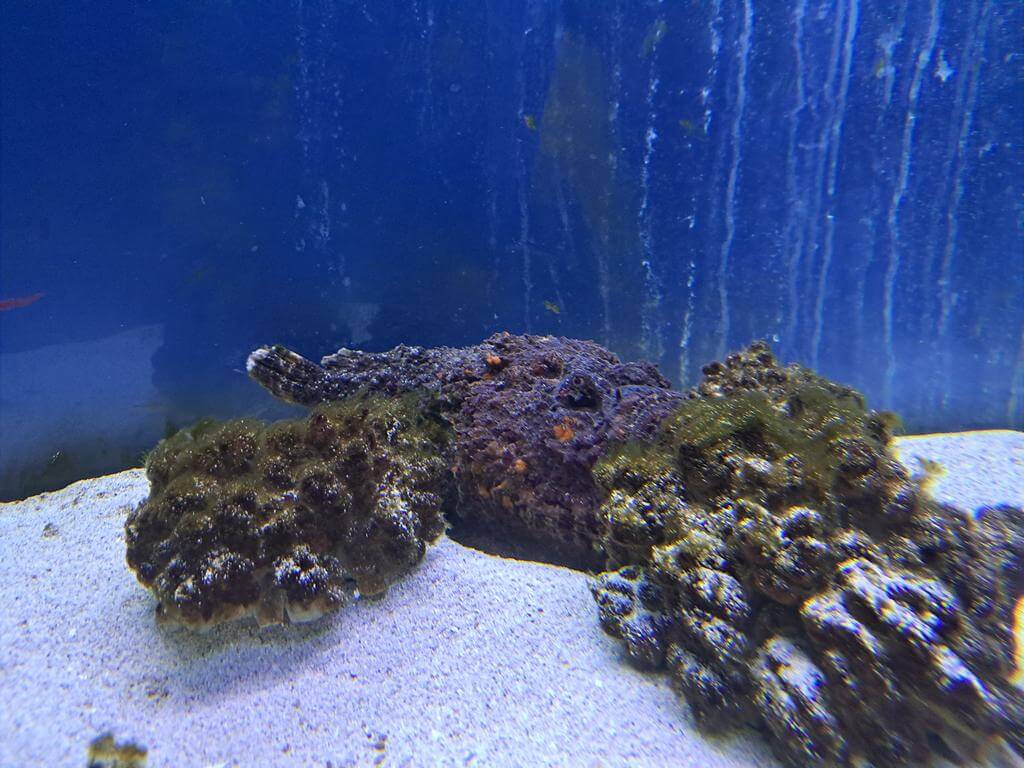澄清湖海洋奇珍園的圖片：第28張照片