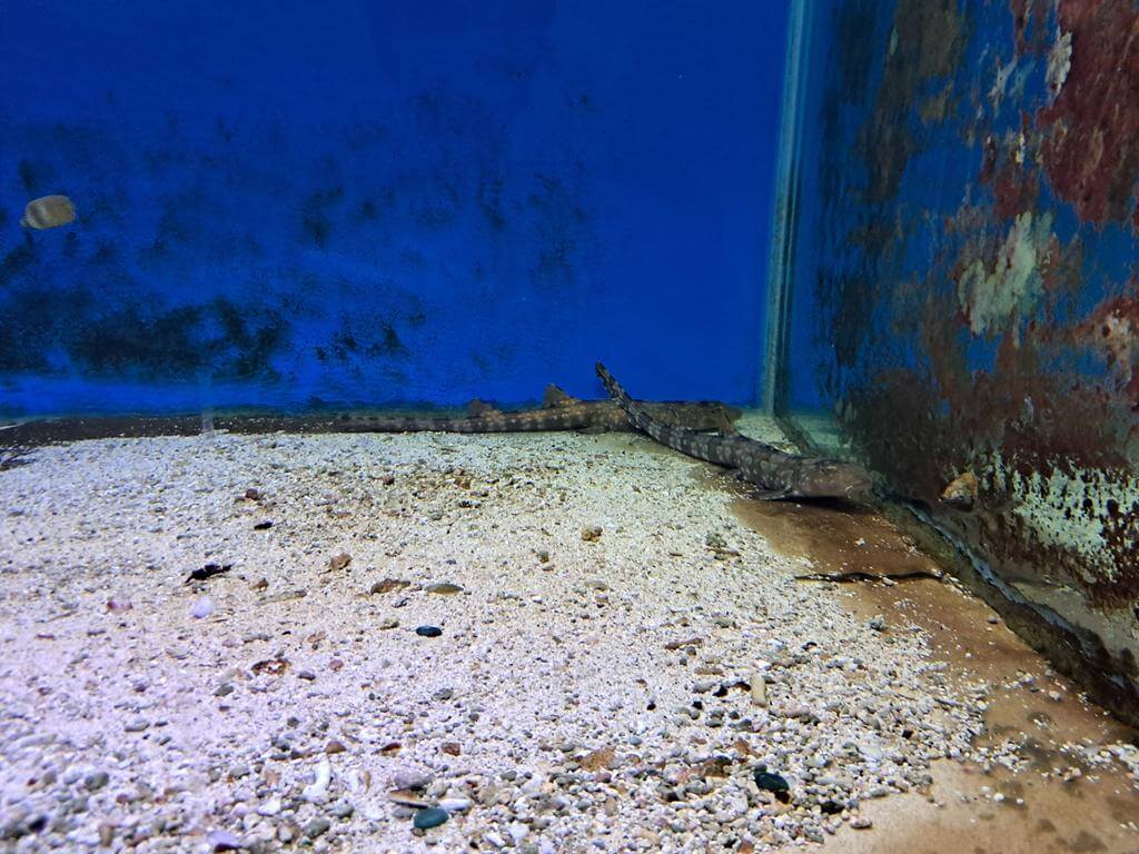 澄清湖海洋奇珍園的圖片：第35張照片