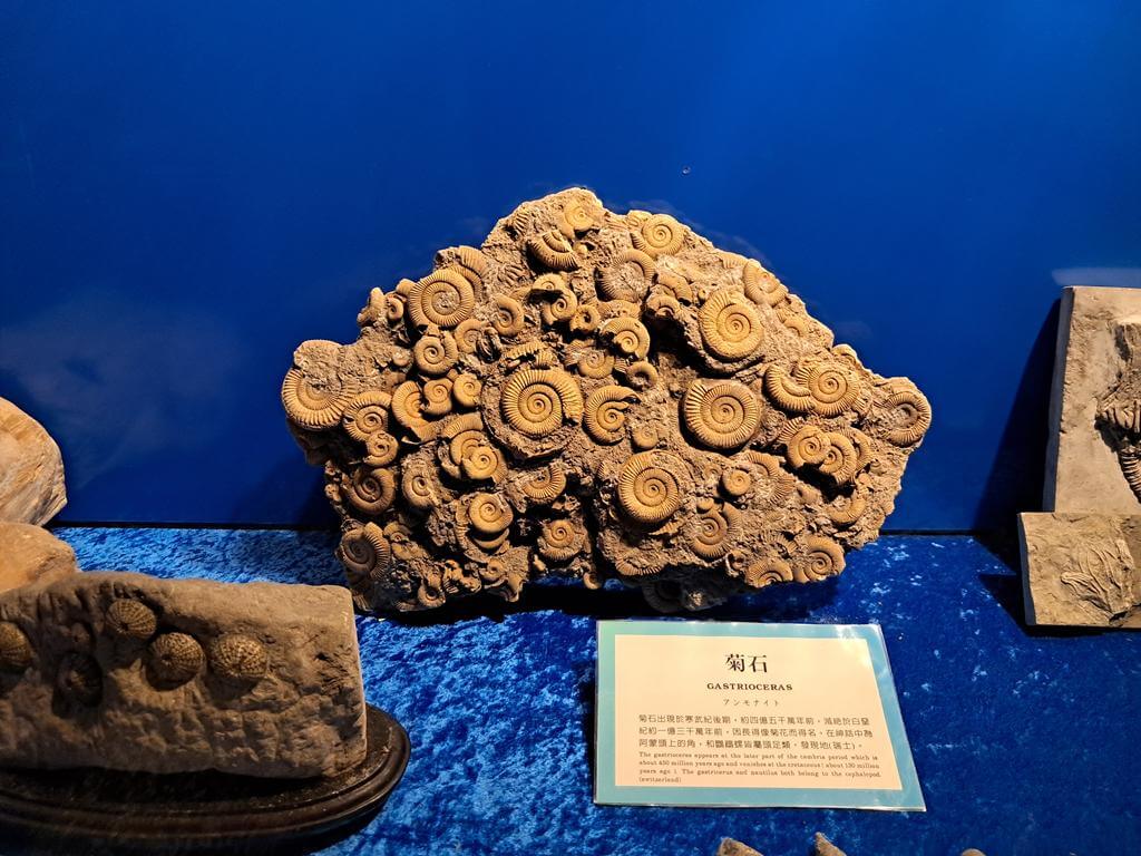 澄清湖海洋奇珍園的圖片：第43張照片