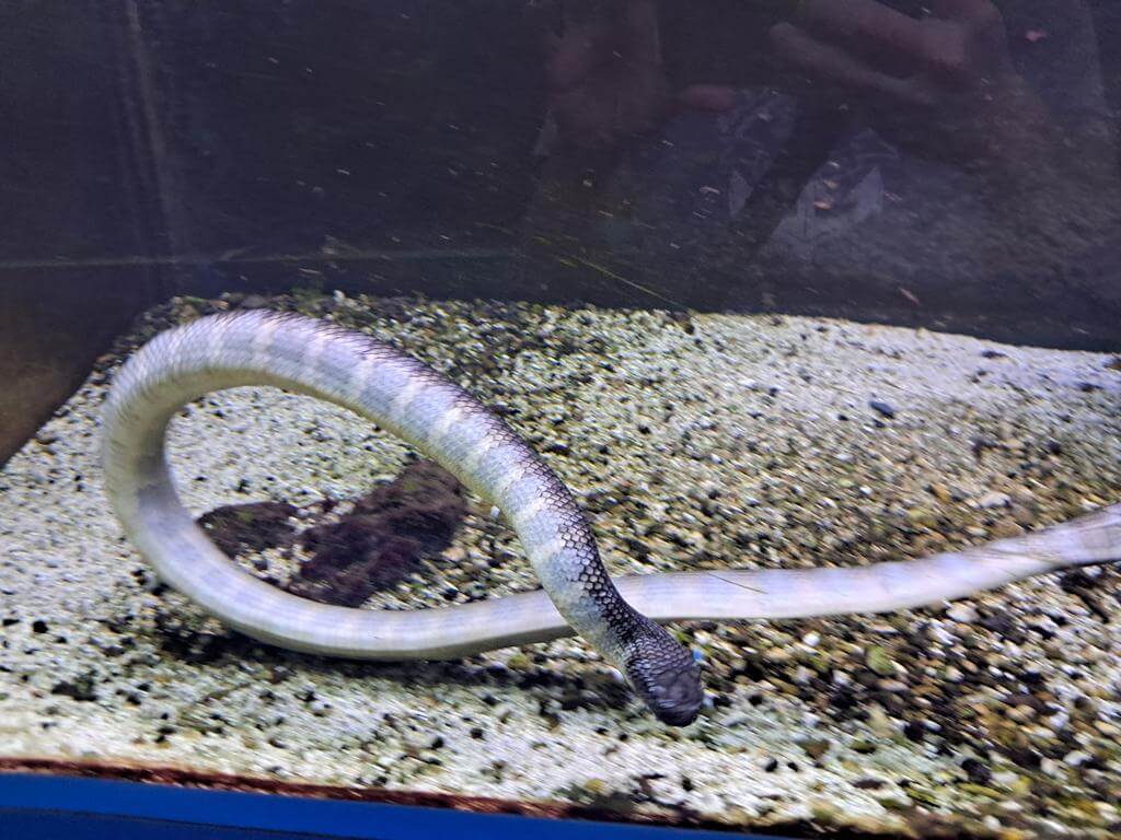 澄清湖海洋奇珍園的圖片：第45張照片
