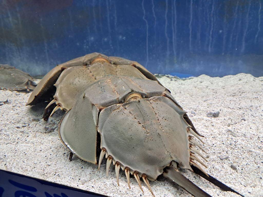 澄清湖海洋奇珍園的圖片：第46張照片