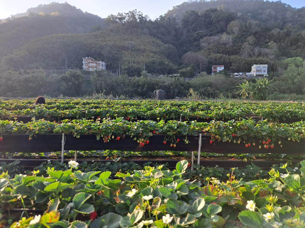 大湖採草莓（內山公路）的圖片：第2張照片