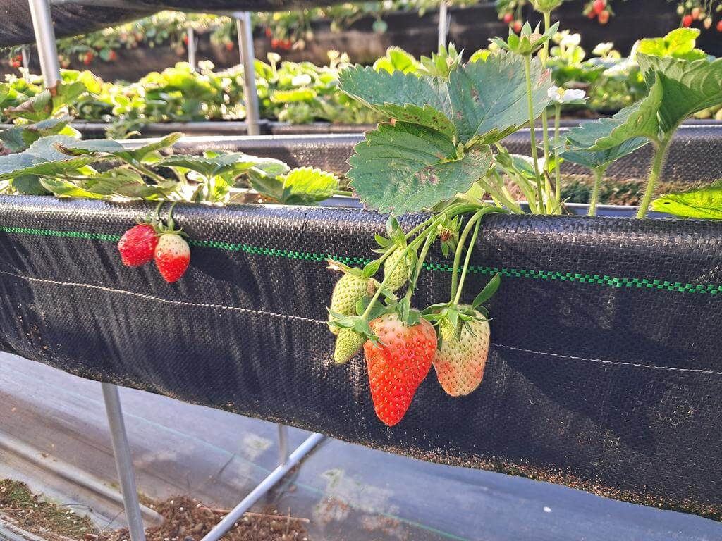 大湖採草莓（內山公路）的圖片：第3張照片
